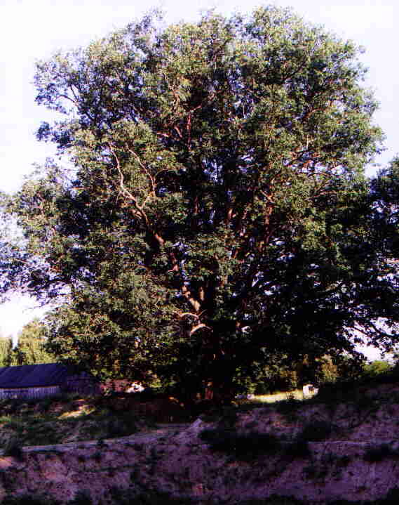 db w Pieczyskach